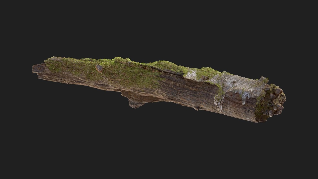 Media 1 for listing Mossy Birch Log