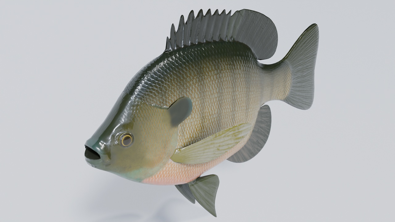 Media 1 for listing Bluegill