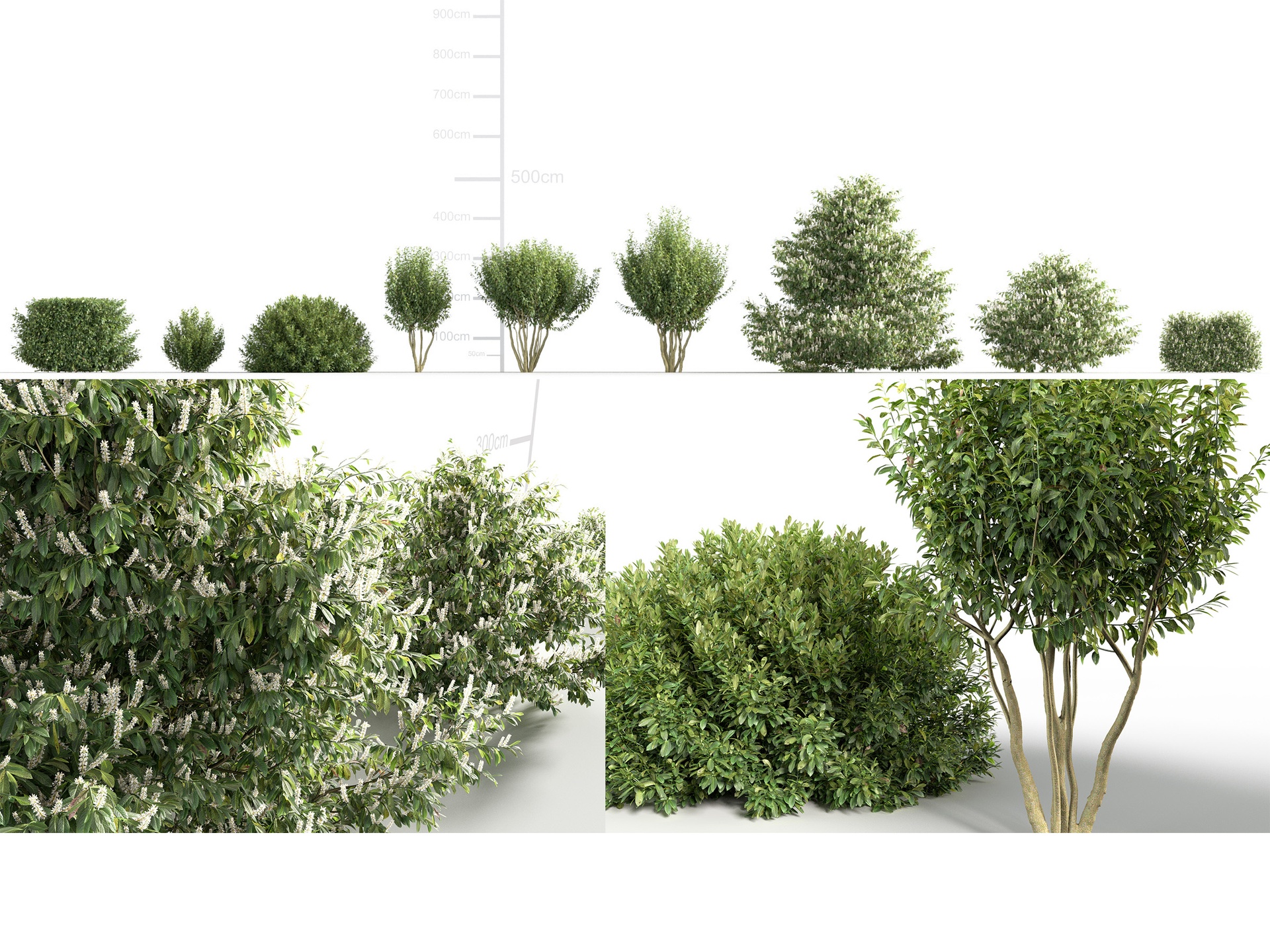 Media 1 for listing Prunus laurocerasus - Cherry Laurel