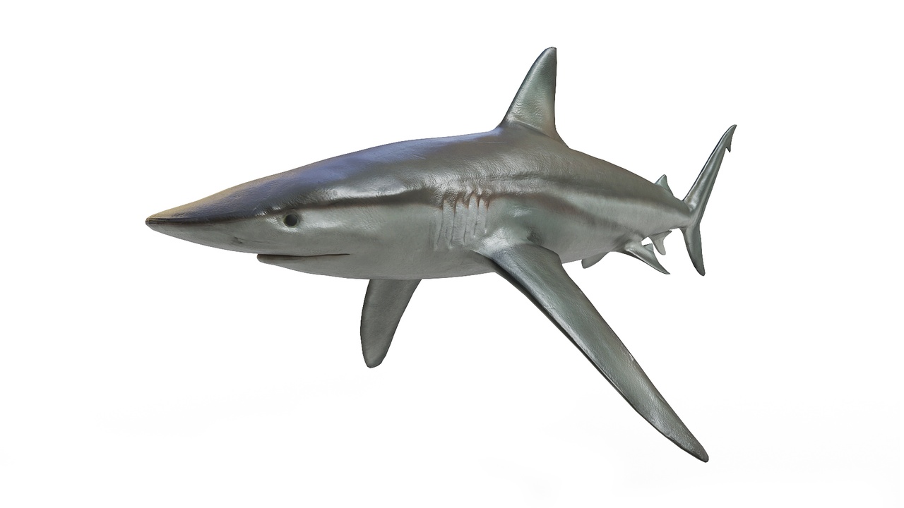 Media 1 for listing Blue Shark