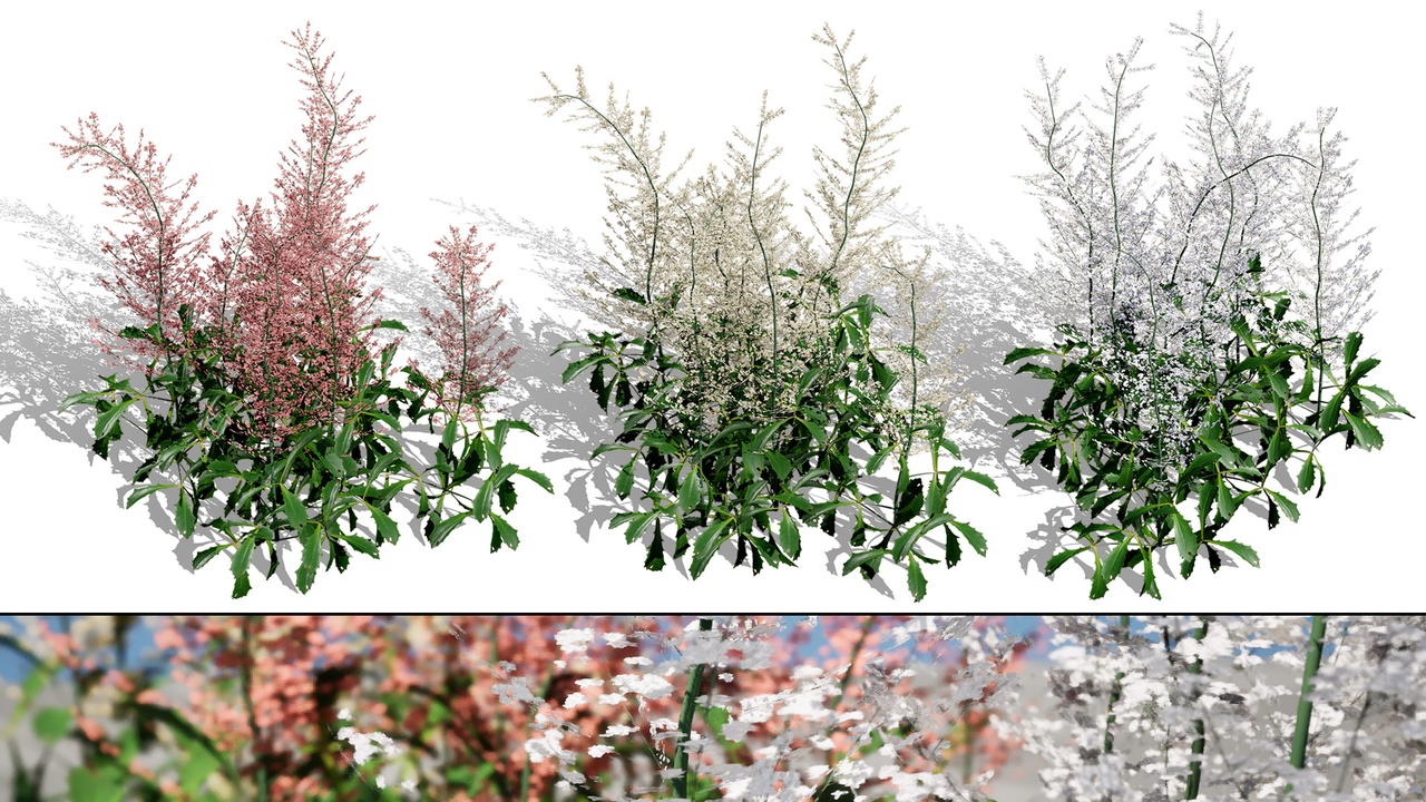 Media 1 for listing Hennie Graafland Astilbe 3D Model