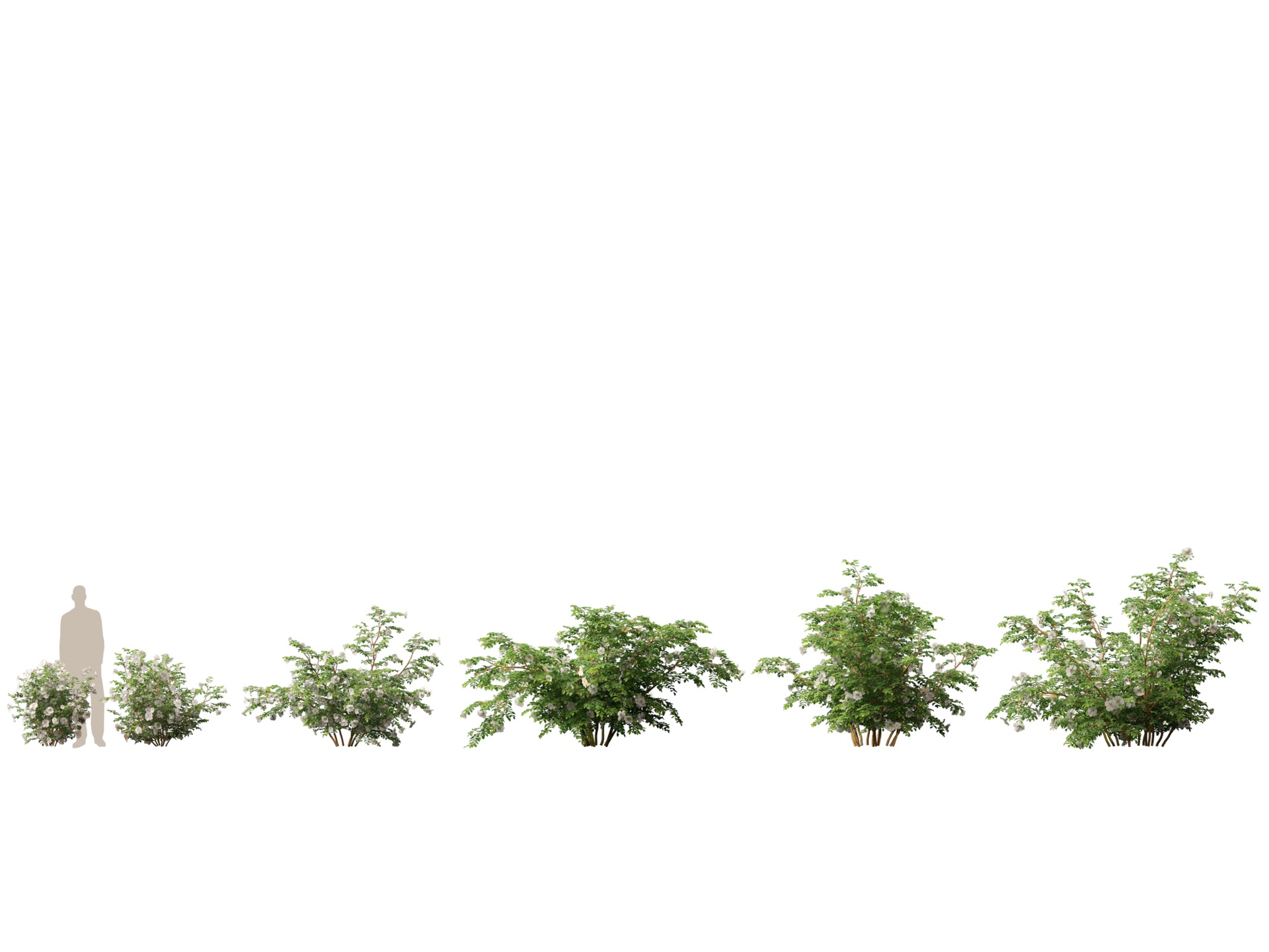 Media 1 for listing (Highpoly+Lowpoly) Rosa pimpinellifolia - Burnet Rose