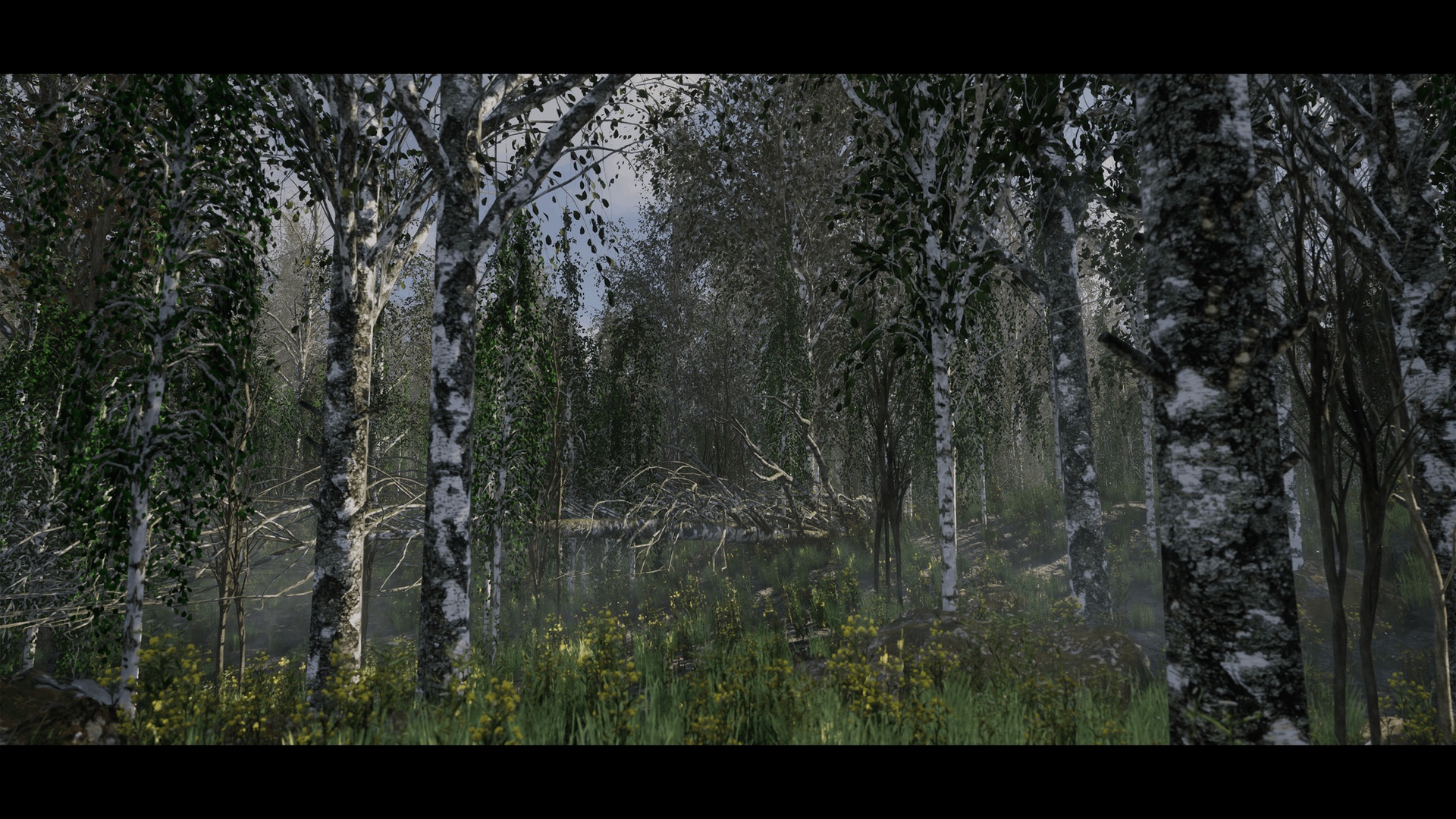 Media 1 for listing Birch Forest