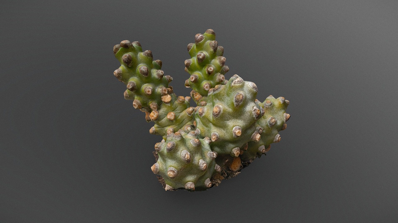 Media 1 for listing Pine Cone Cactus