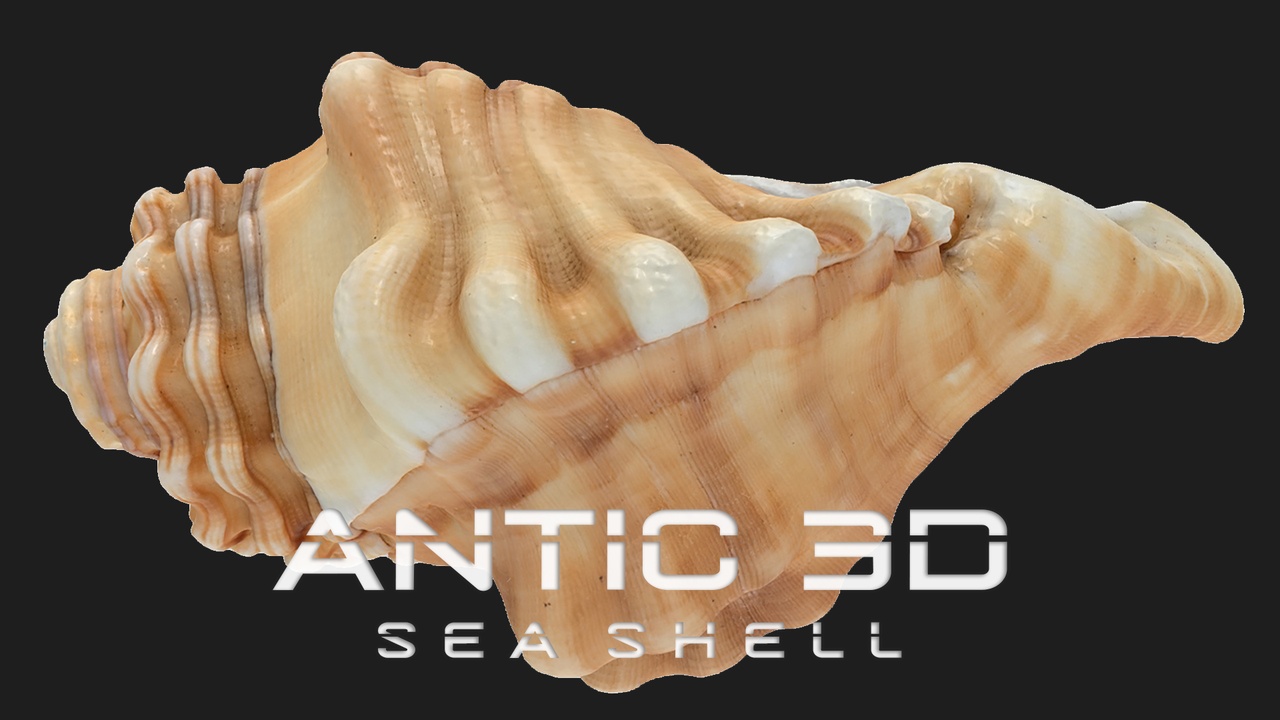 Media 1 for listing Sea Shell