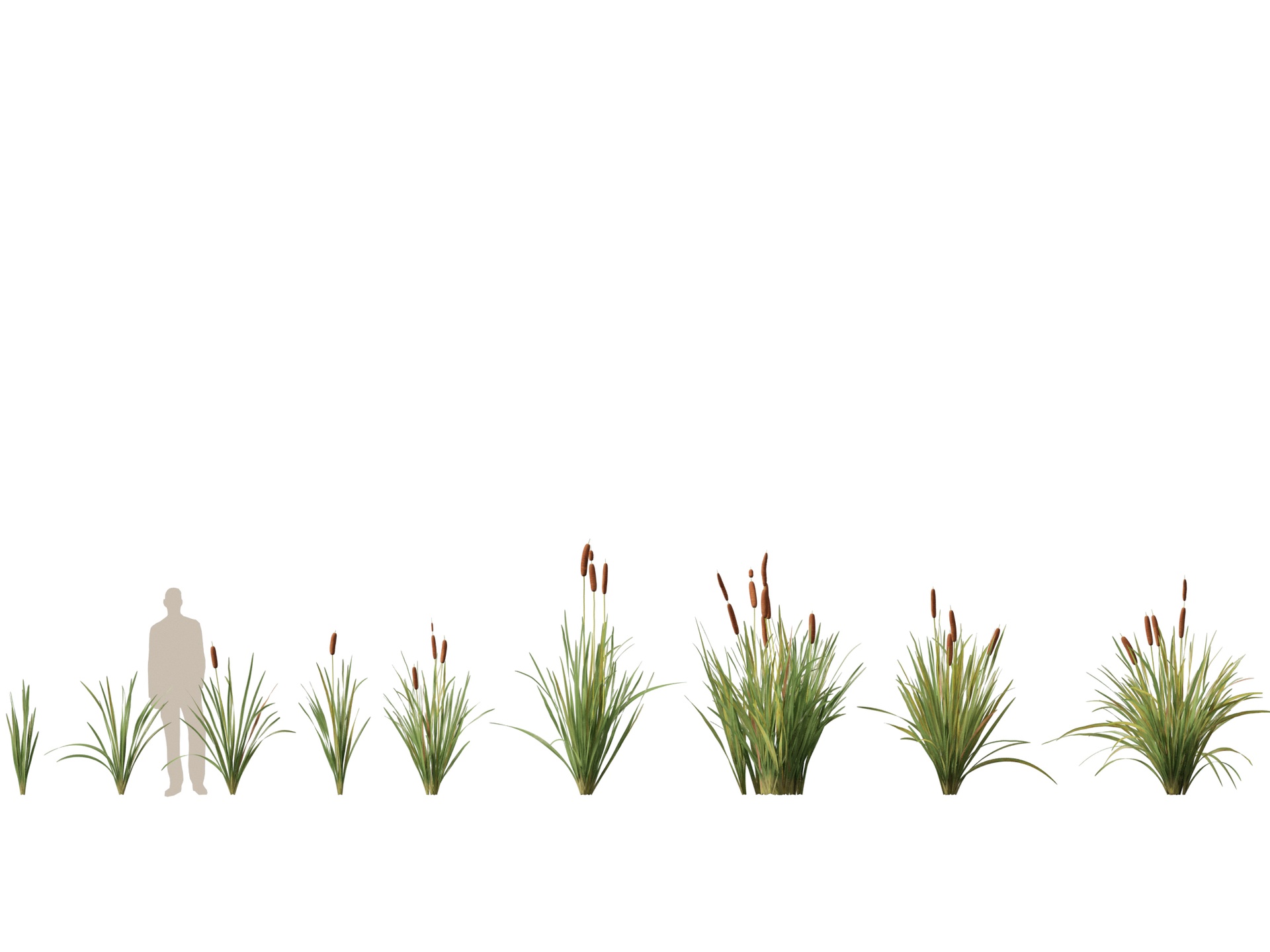 (Highpoly+Low Poly) Typha orientalis - bulrush 제품 등록을 위한 미디어 1개