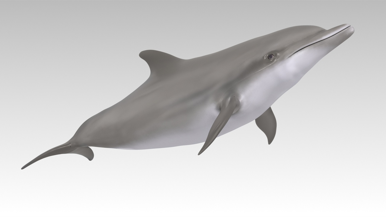 Media 1 for listing Bottlenose Dolphin