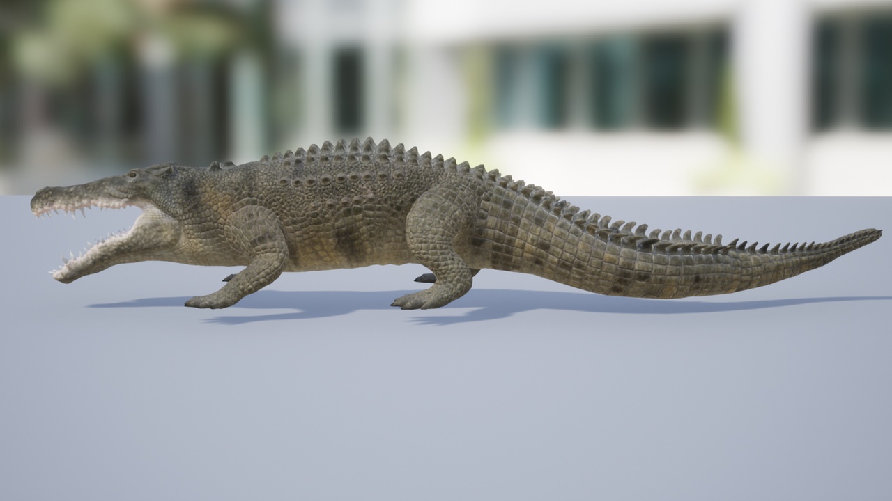 Media 1 for listing Saltwater crocodile