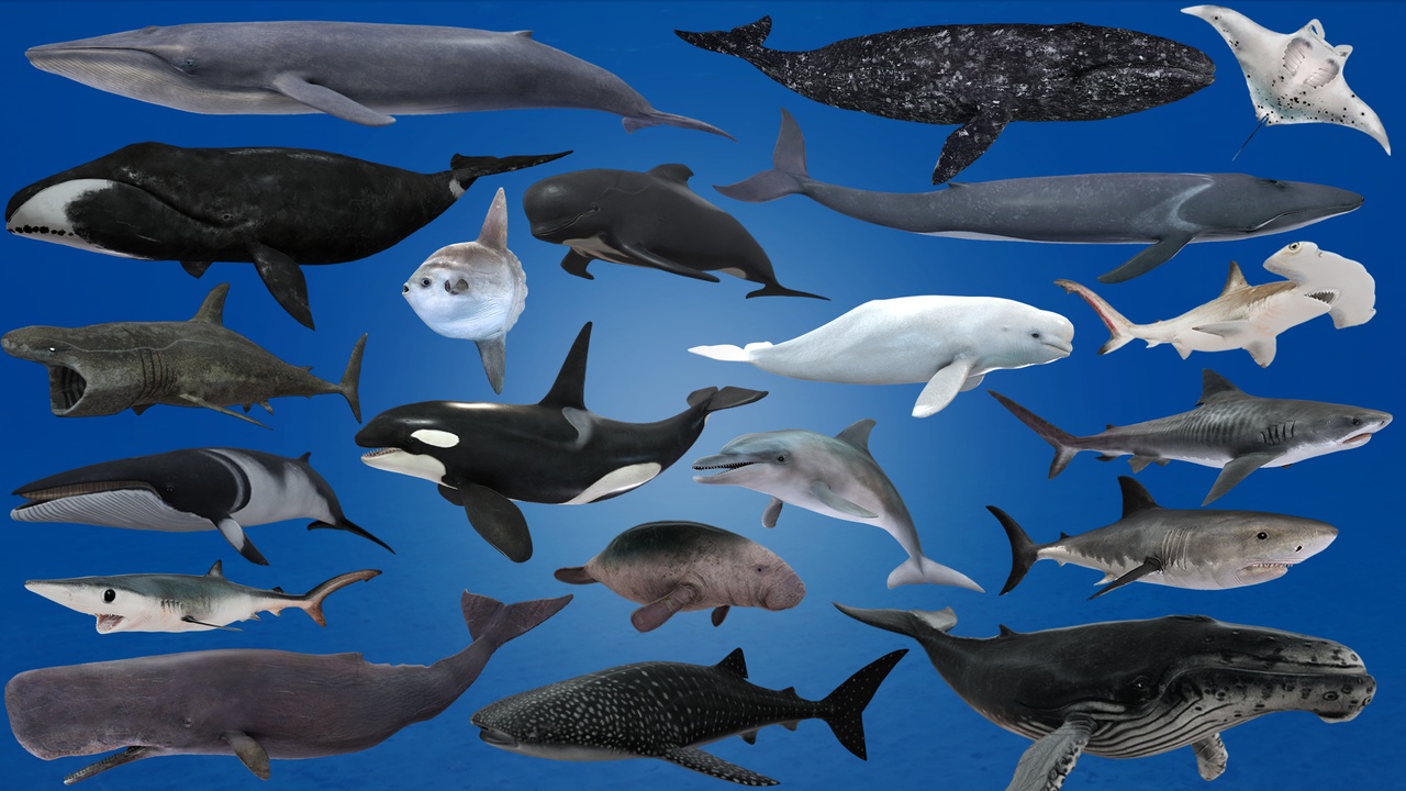Media 1 for listing Big Fish Pack