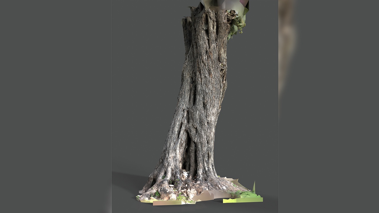 Media 1 for listing Abandoned Village Tree Trunk Scan - Tree 04