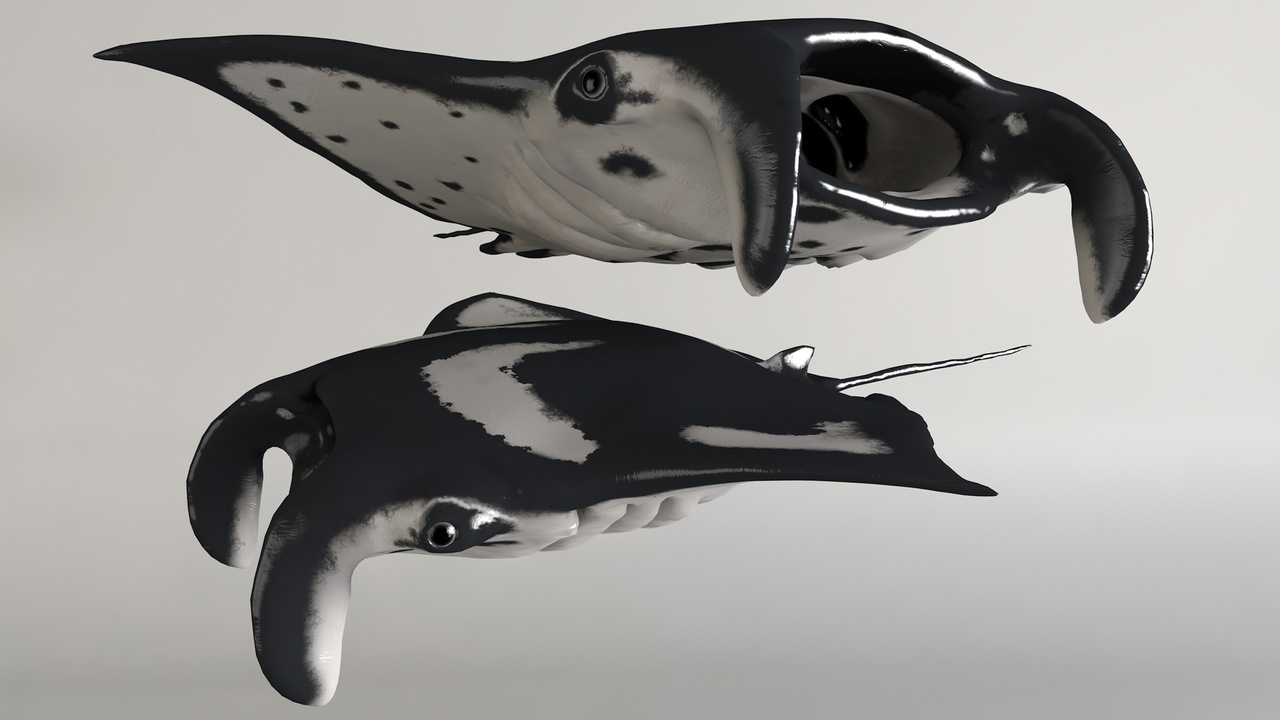 Media 1 for listing Manta Ray Model and 8 Animations