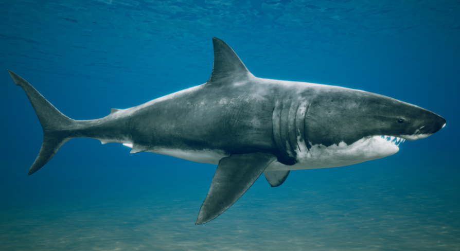 Great White Shark | Fab