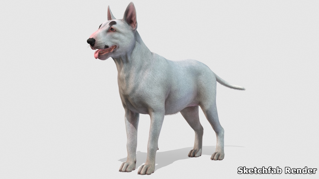 Media 1 for listing Dog - Bull Terrier
