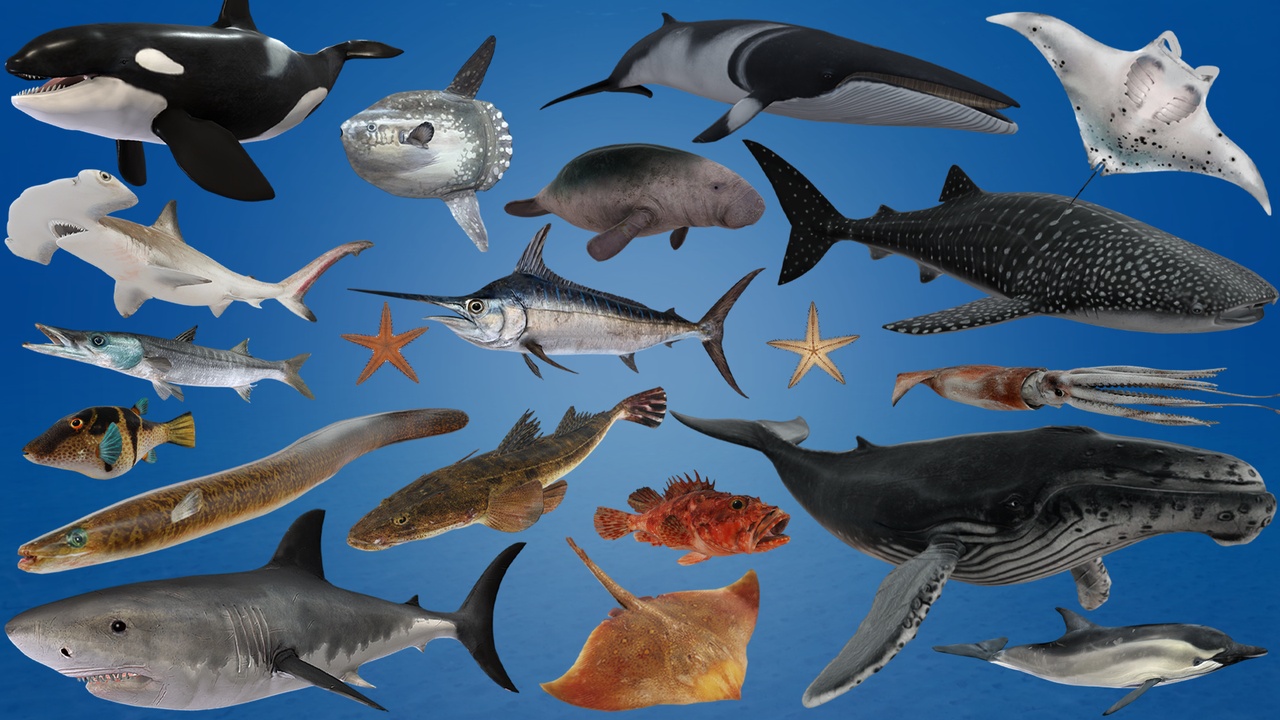 Ocean Fish Collection Ocean Fish Collection | Fab