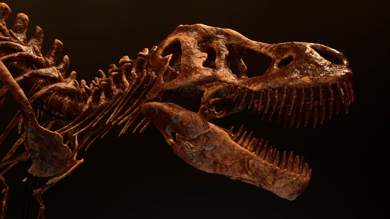 Media 1 for listing Dinosaur Skeletons