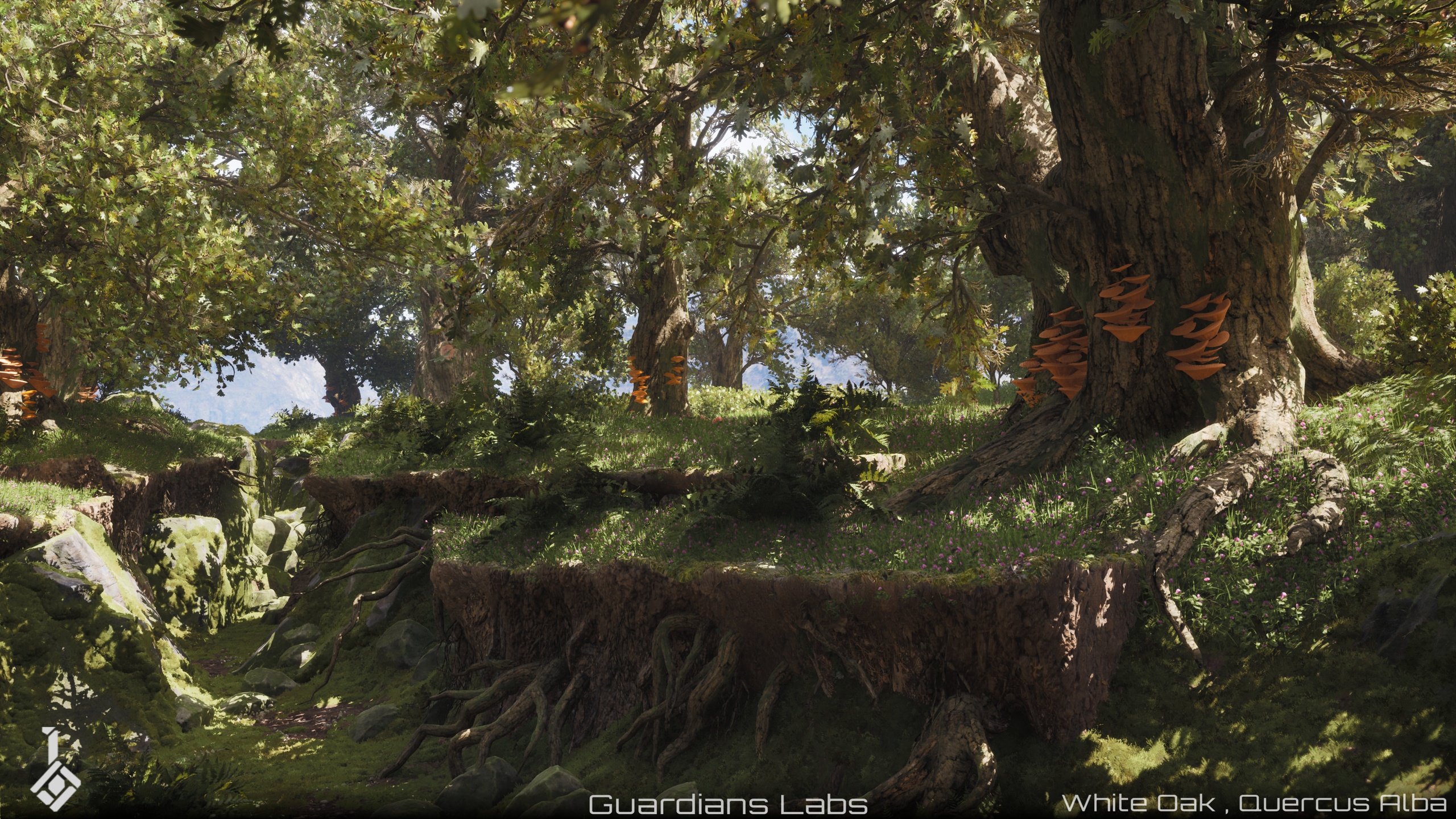 Media 1 for listing Oak Tree Pack - White Oak Forest, Quercus Alba