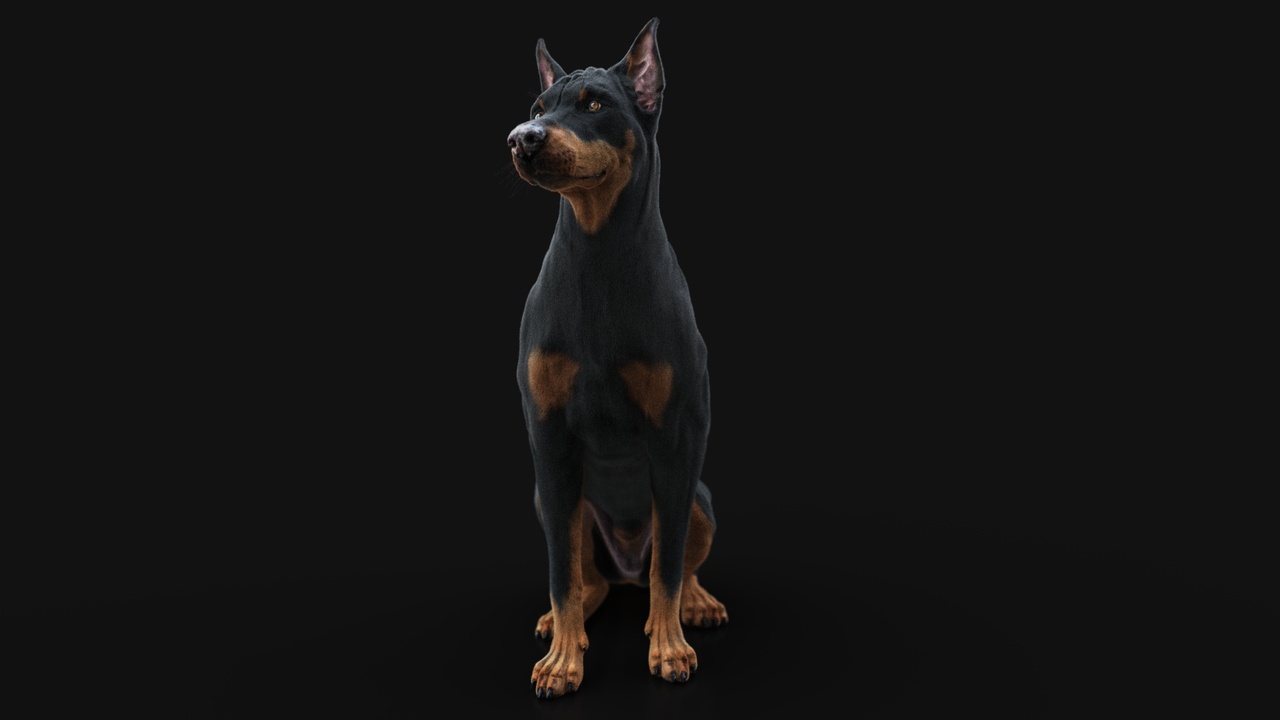 Media 1 for listing Dobermann (RIG) Maya Xgen igs