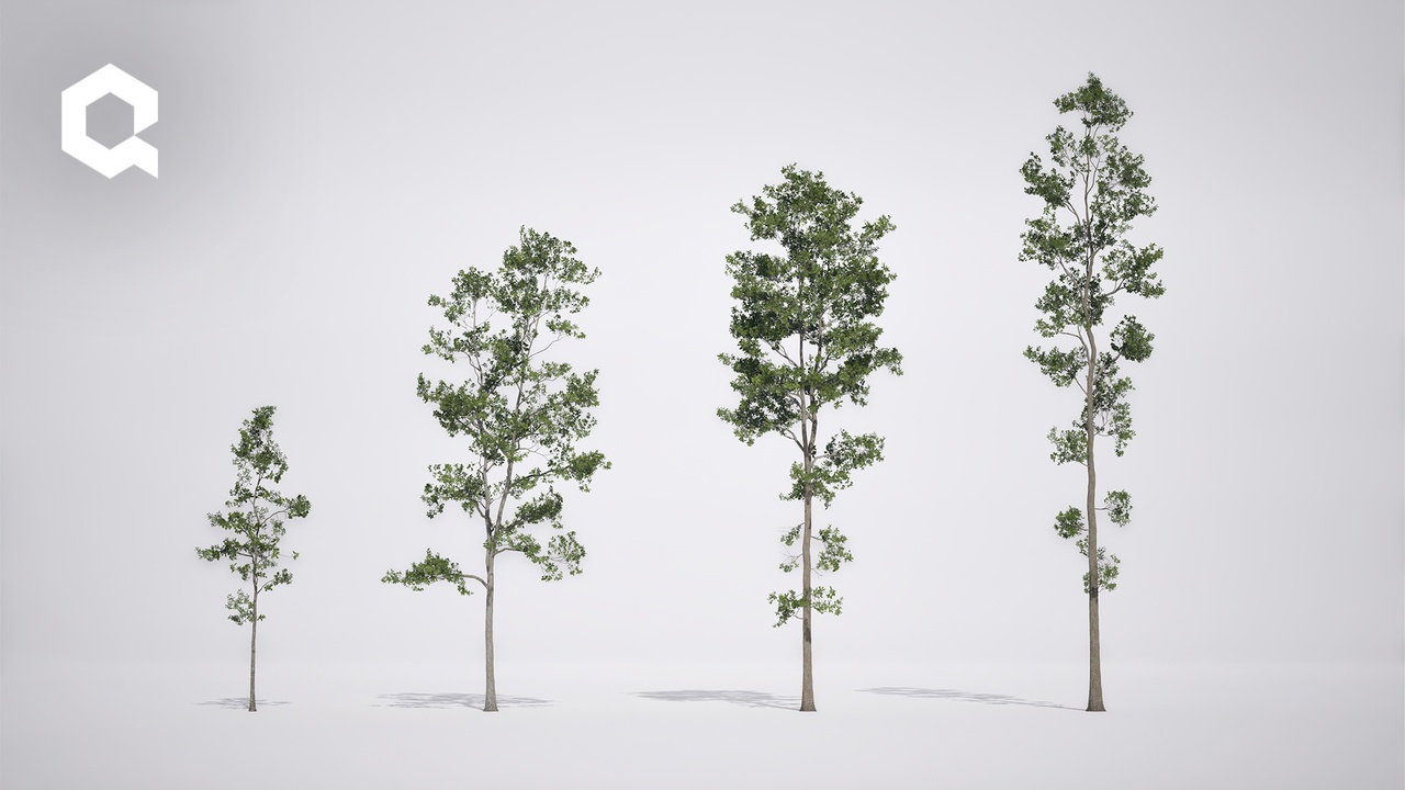 Media 1 for listing Megaplants: English Oak