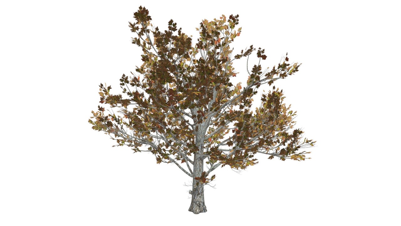 Media 1 for listing Sugar Maple Tree (Fall) #04
