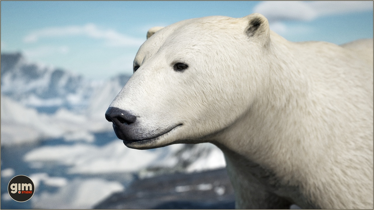 Media 1 for listing Animalia - Polar Bear (female)
