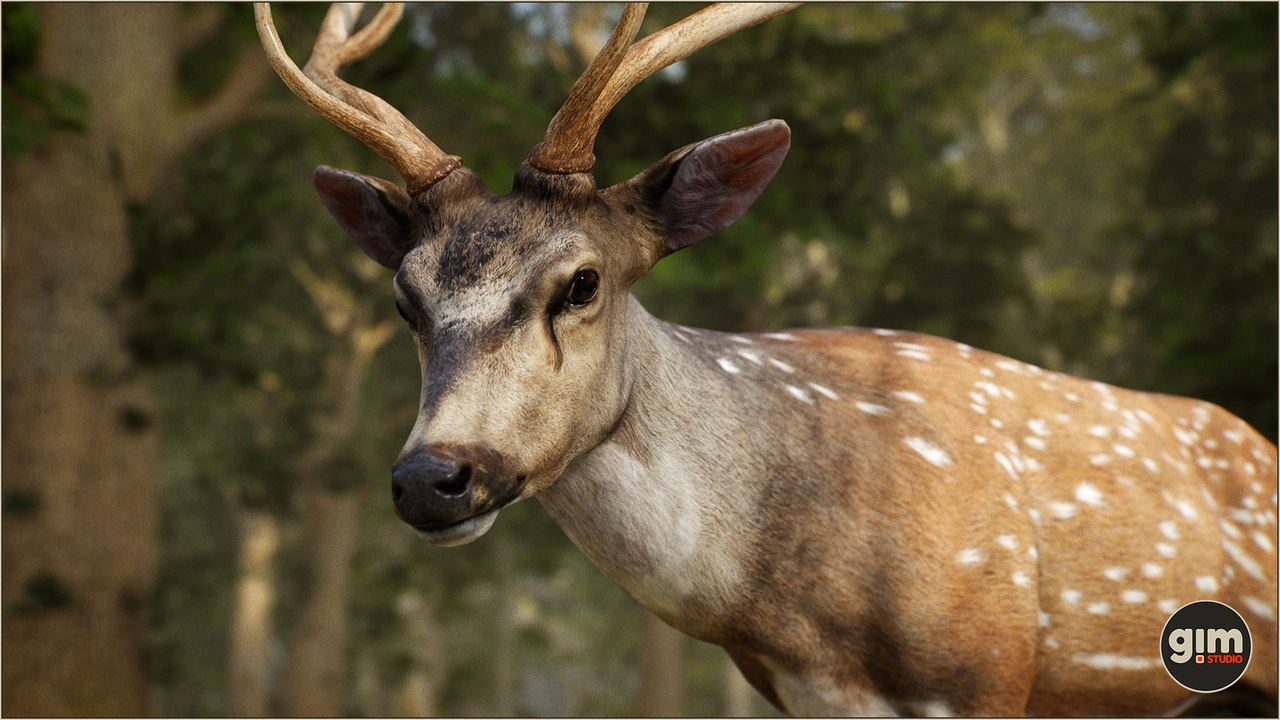 Media 1 for listing Animalia - Chital (male)