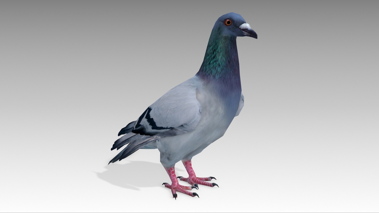 Media 1 for listing Pigeon