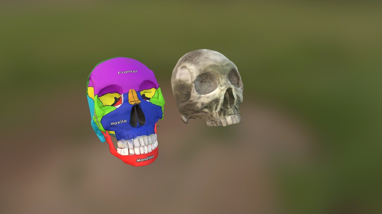 Media 1 for listing 2 Skulls