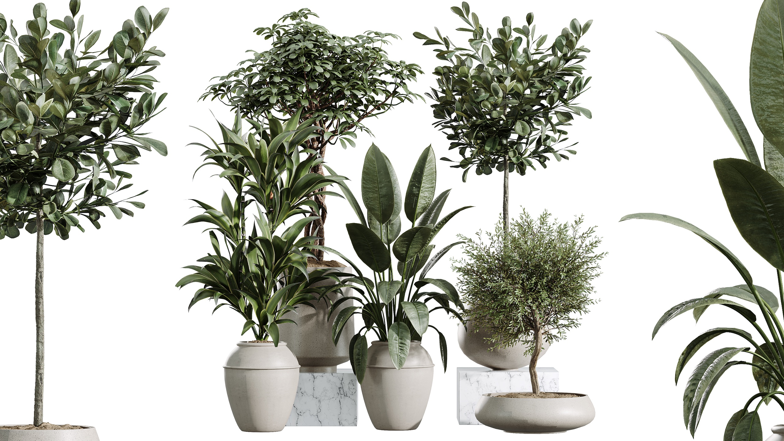 Media 1 for listing AV Indoor Plants Set 409 Olive Ficus Lemon