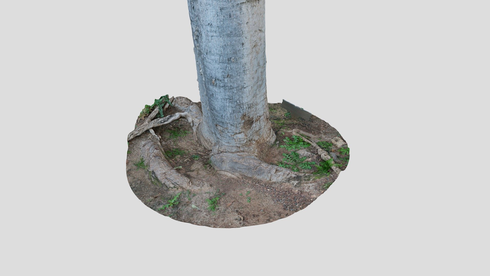Tree scan 8K 006 | Fab