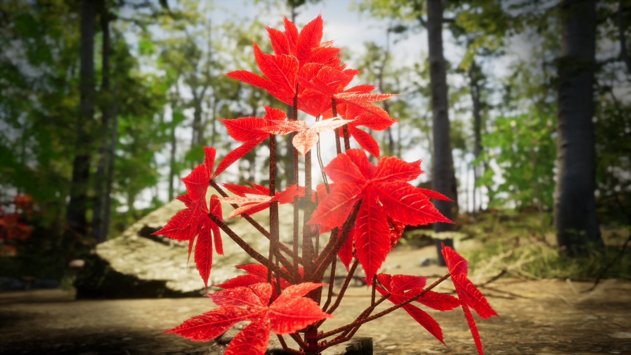 Media 1 for listing Red Fantasy Forest - 6 Red Hawthorn Berry Fruit Plant