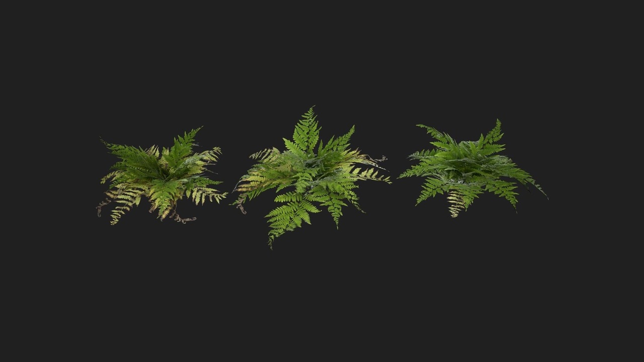 Media 1 for listing Common Fern