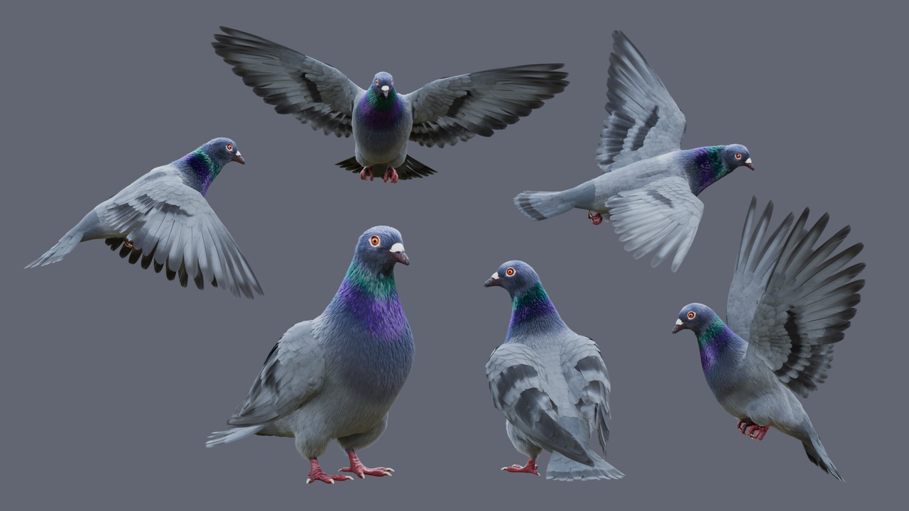 Media 1 for listing Pigeon with Detailed Fur & Rig