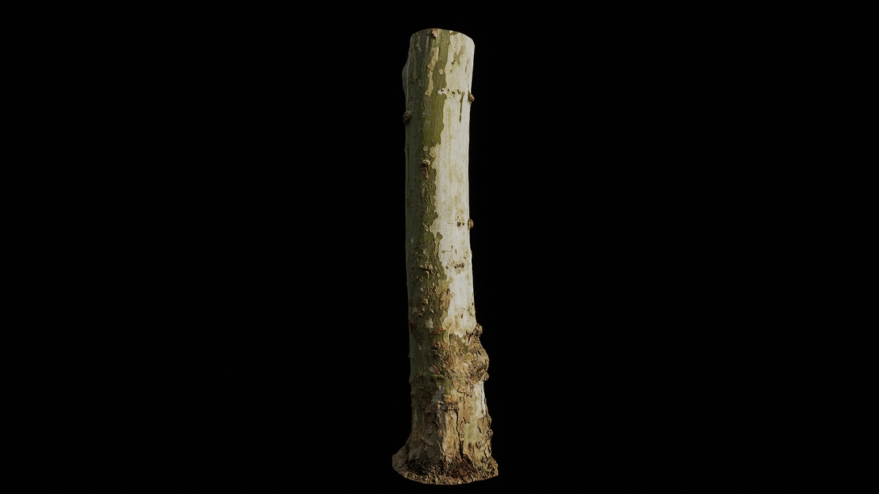 Media 1 for listing AD Platanus orientalis Trunk 04
