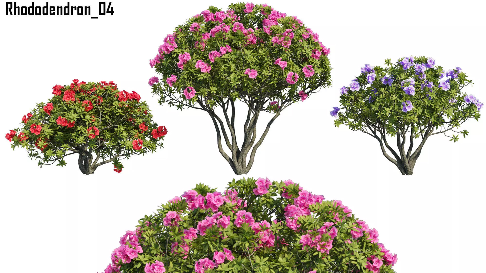 Rhododendron 04 | Fab