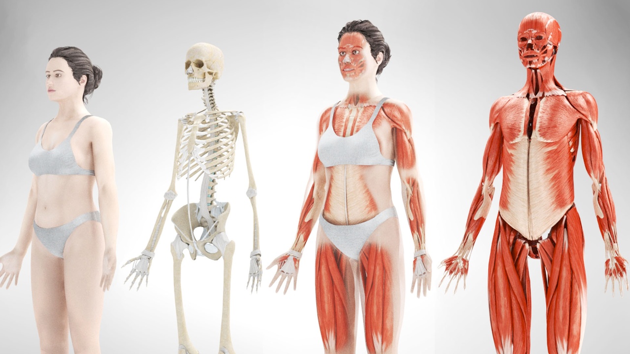 Media 1 for listing Female Musculoskeletal system