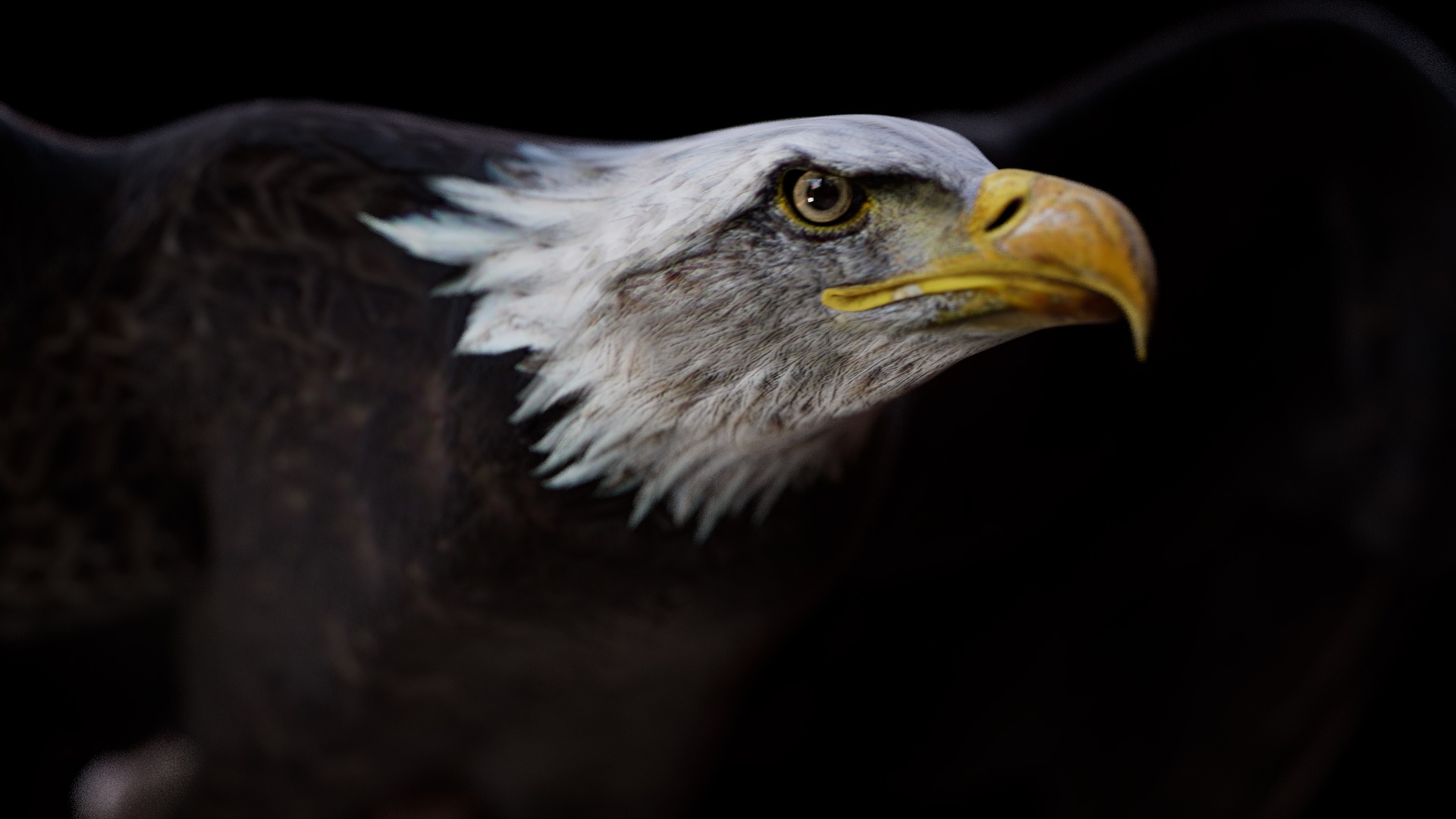 Media 1 for listing American Bald Eagle Animated