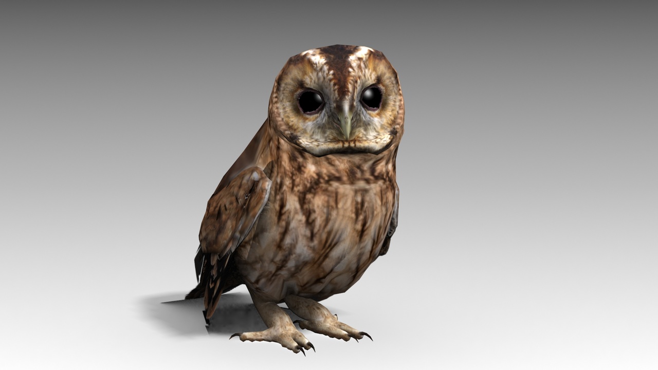 Media 1 for listing Tawny Owl