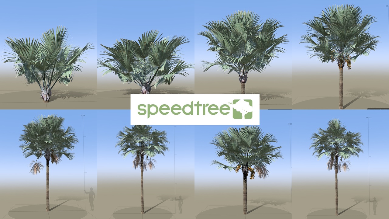 Media 1 for listing Bismarckia nobilis - Bismarck Palm - Silver Palm (SpeedTree)