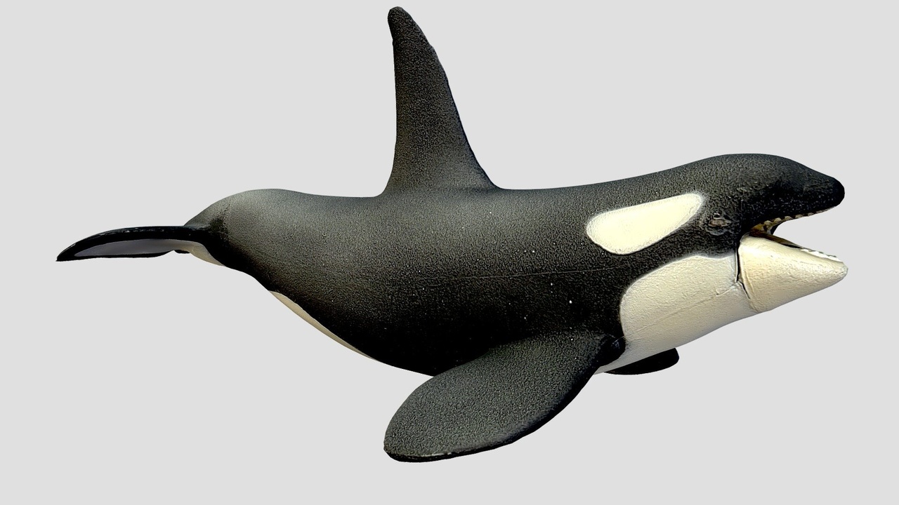 Media 1 for listing Killer Whale