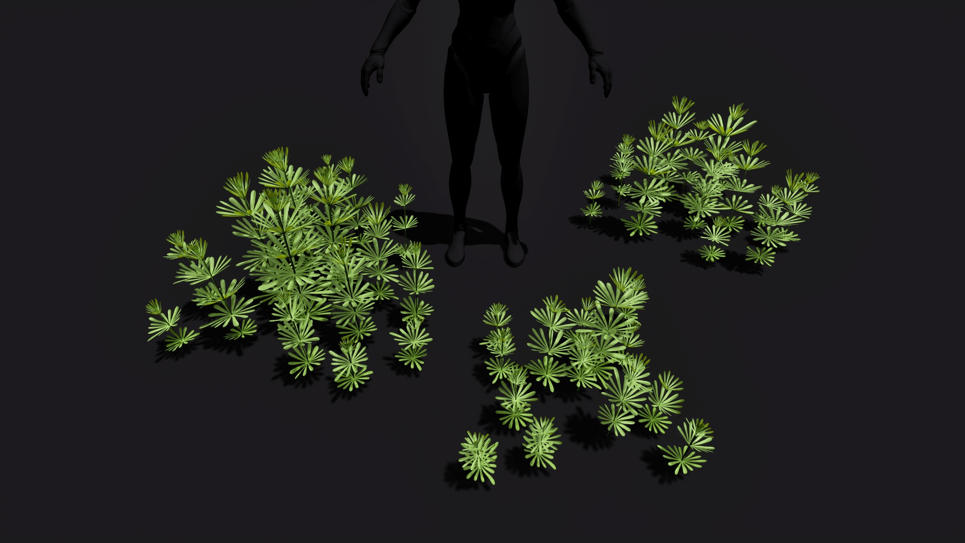 الوسائط 1 للقائمة Grassy forest Sticky-willy plant patch Galium aparine