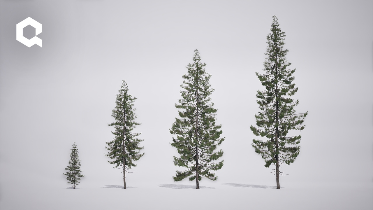 Media 1 for listing Megaplants: Norway Spruce