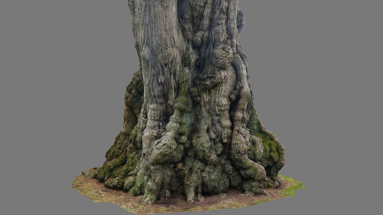 Media 1 for listing Macrocarpa tree 1 rescan