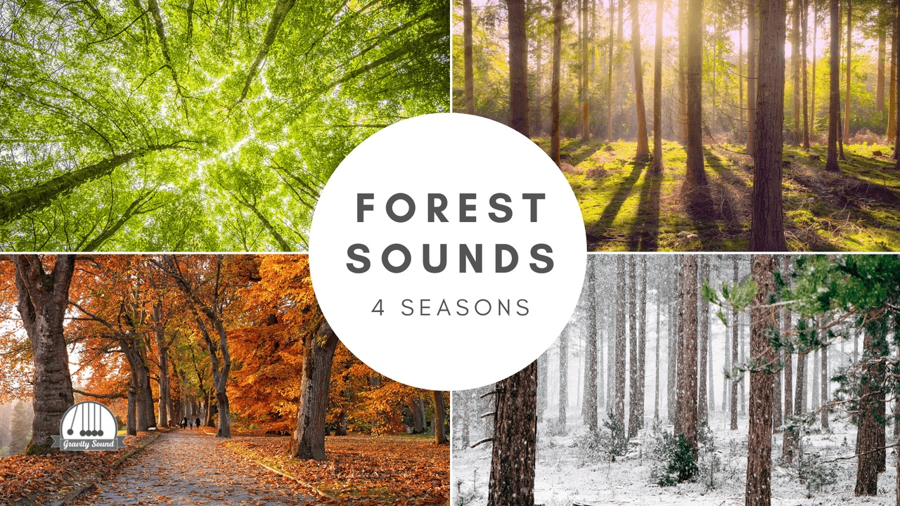 Media 1 for listing Forest Sounds