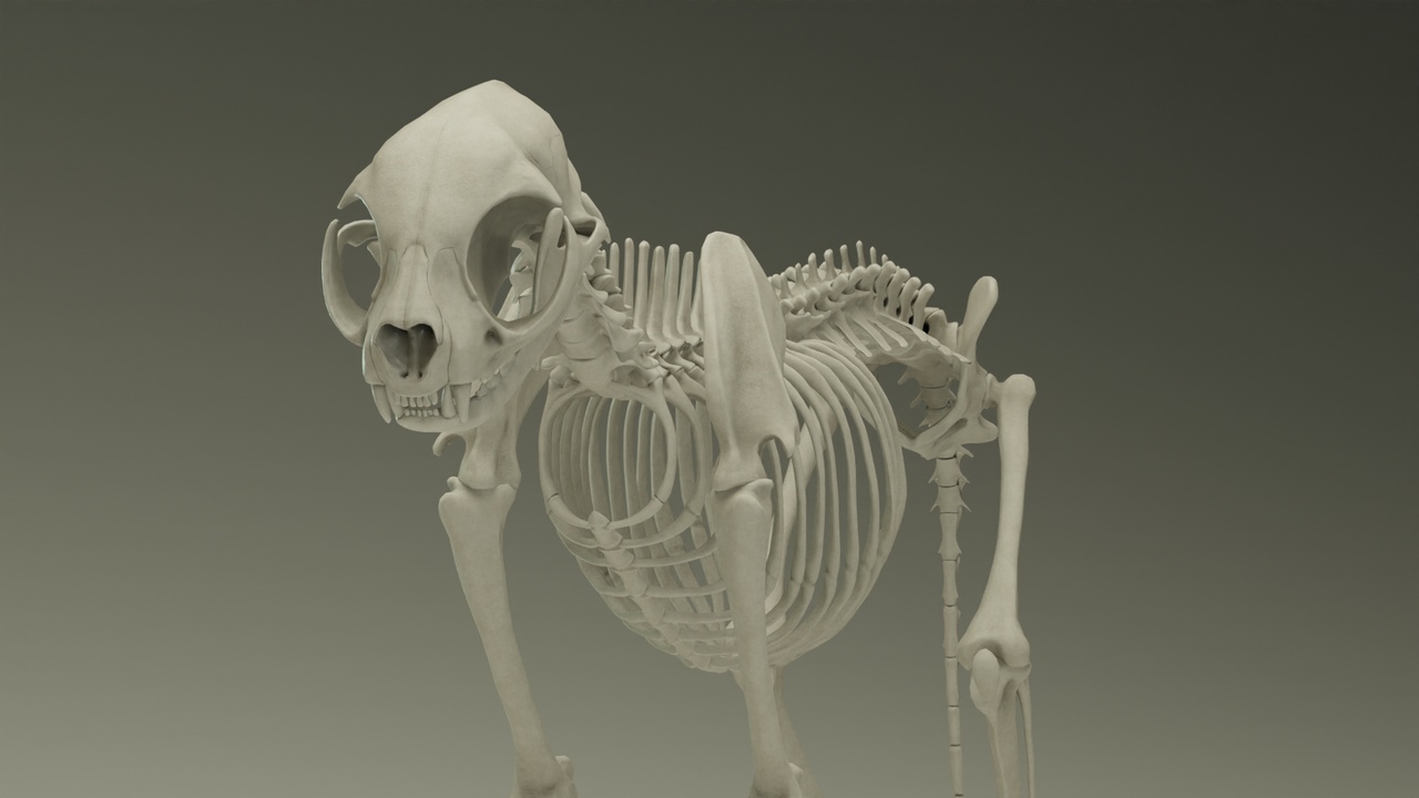 Media 1 for listing Domestic Cat Skeleton