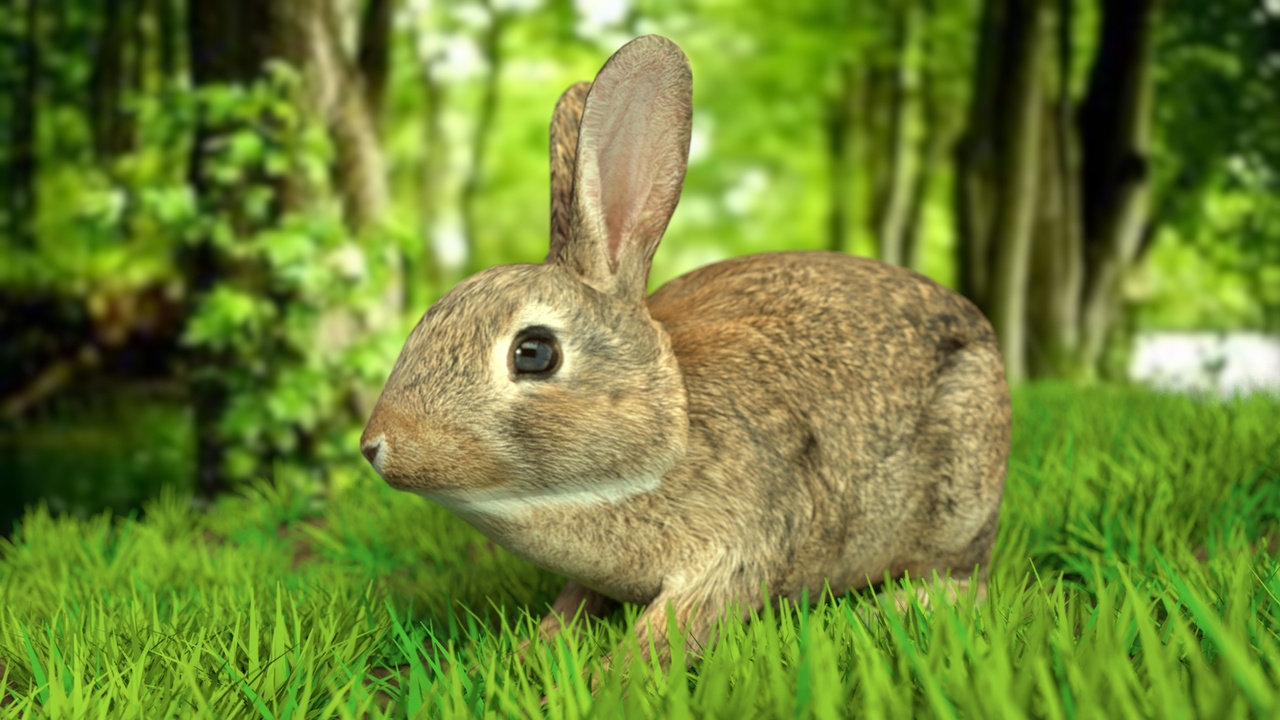 出品Rabbitのメディア1