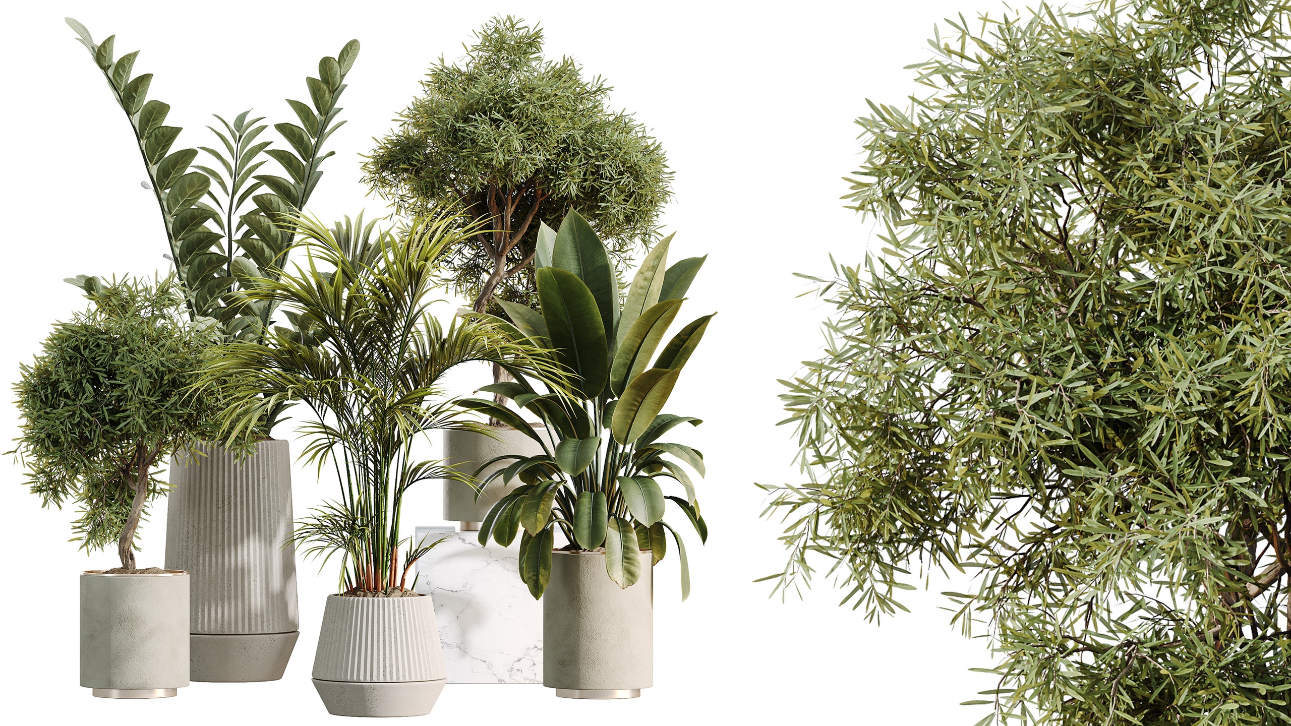 Media 1 for listing AV Indoor Plants Set 498 Cat Reed Palm Ficus Olive Zamioculcas