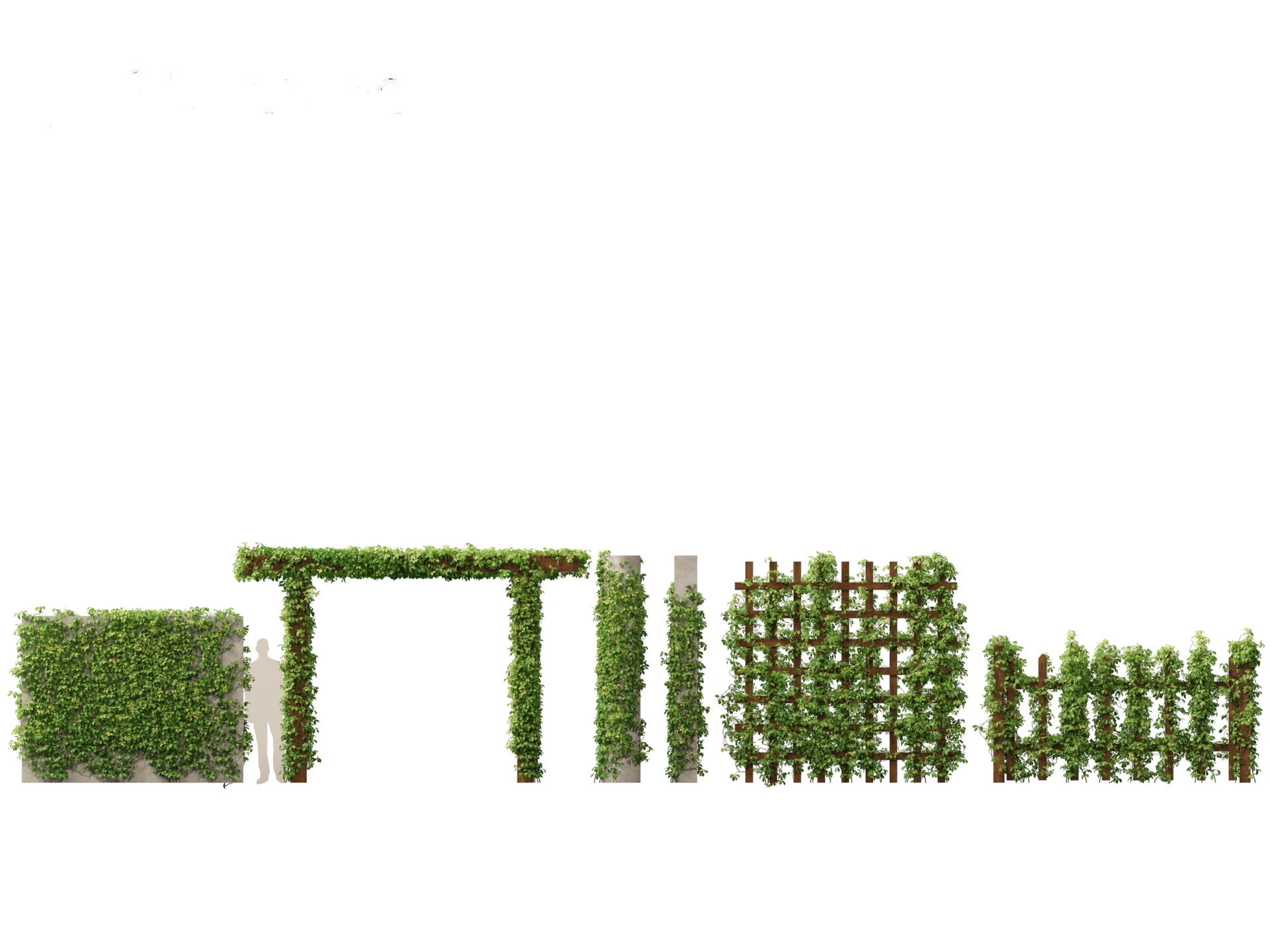 Media 1 for listing Virginia Creeper - Parthenocissus quinquefolia