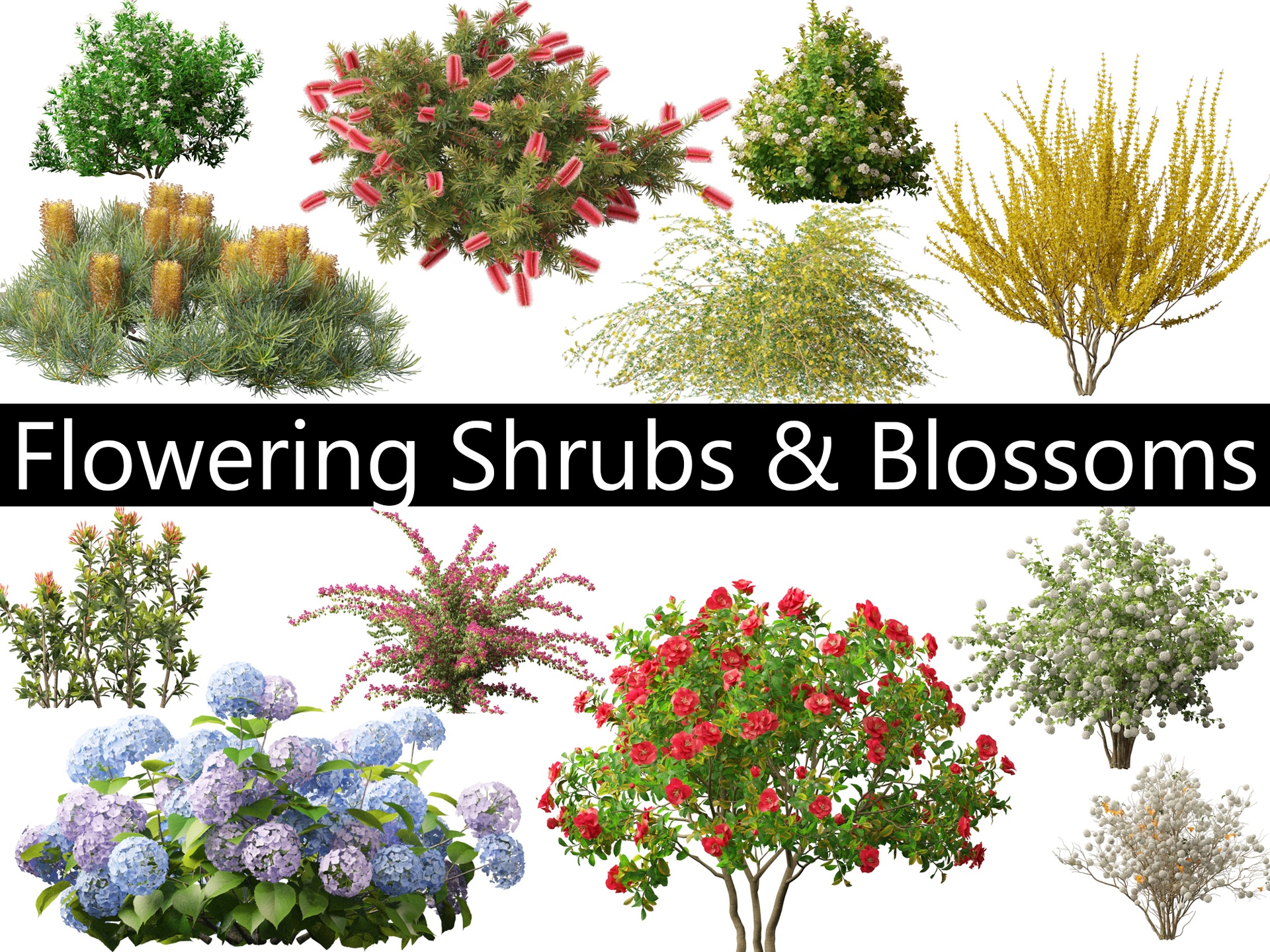 Media 1 for listing Flowering Shrubs & Blossoms Pack 04