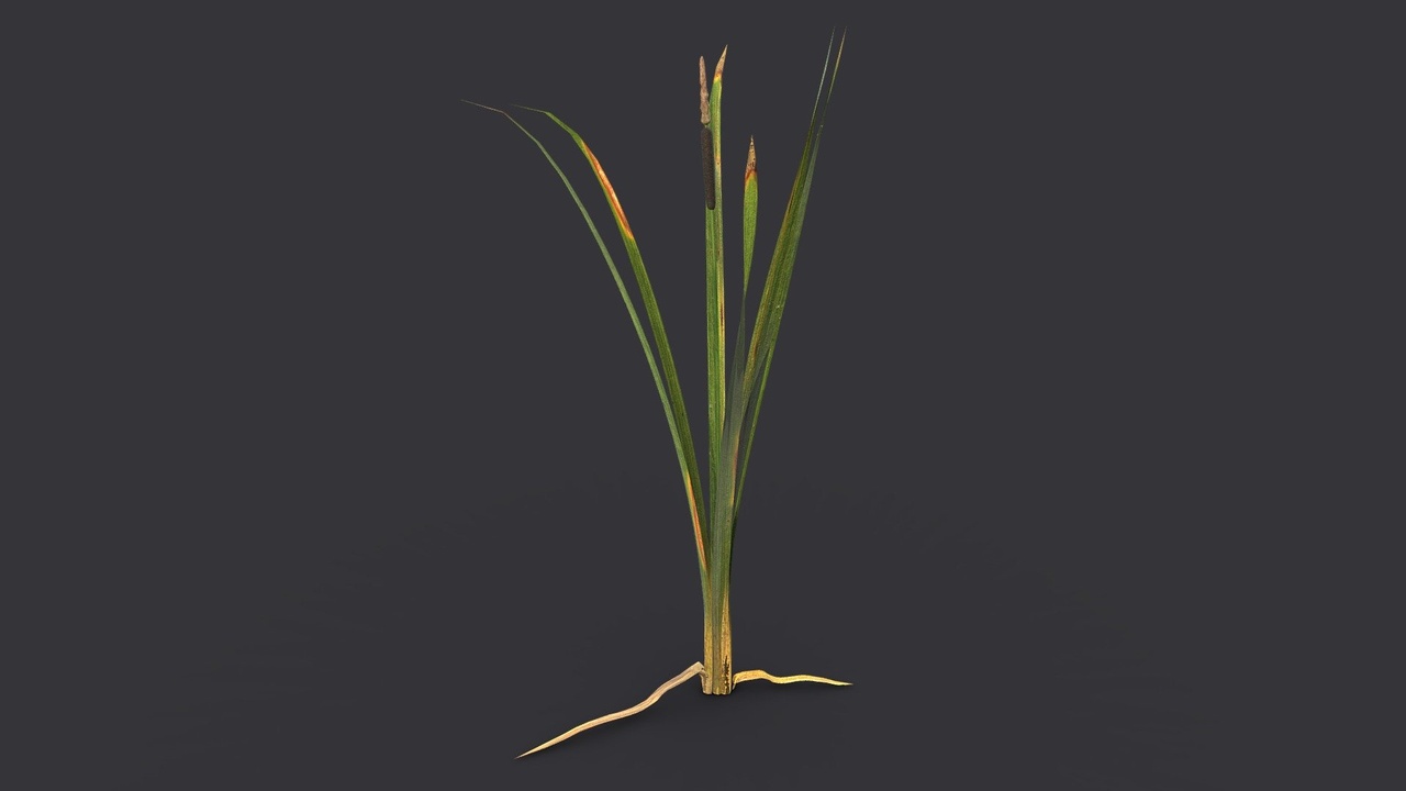 Media 1 for listing Broadleaf Cattail