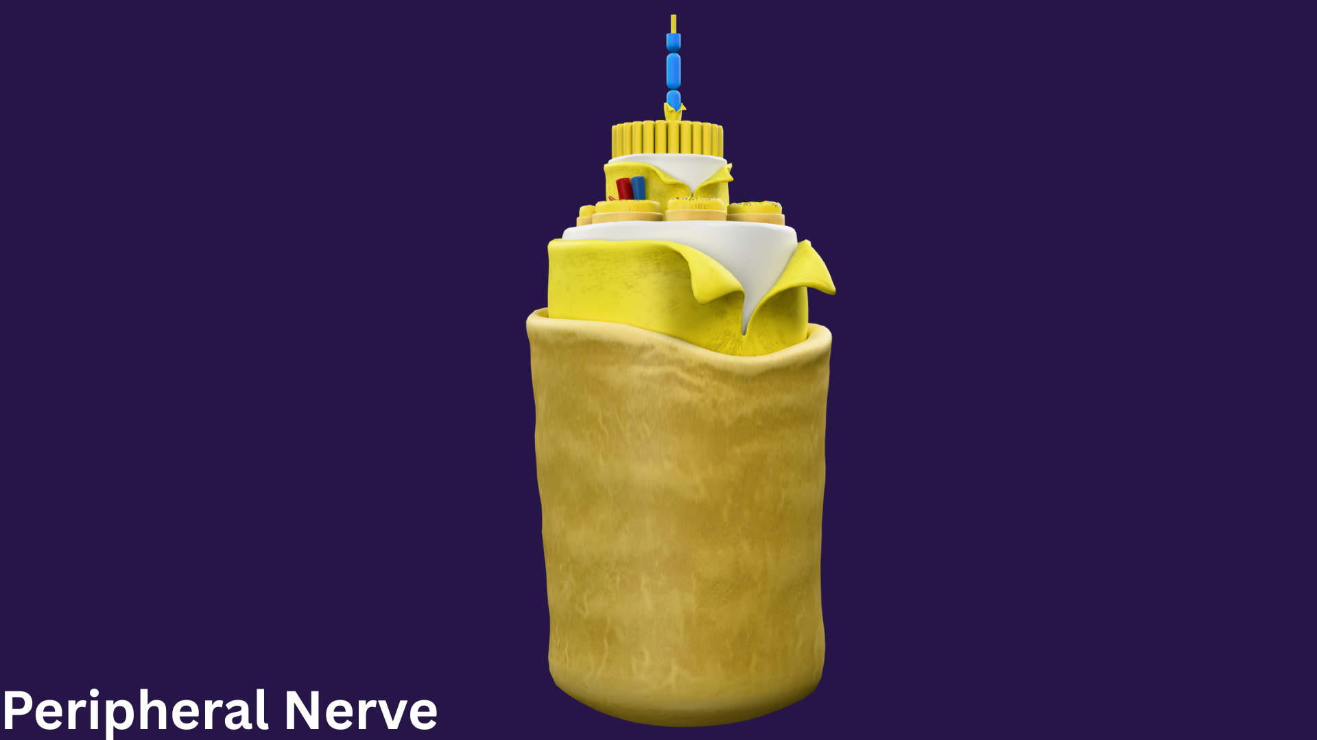 3D Peripheral Nerve Anatomy (3D Model) | Fab
